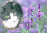 シャトルちゃんのメモリアル写真　ペット葬儀日：２０１０年１月２日　千葉県よりご依頼